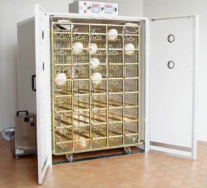inkubator dla strusi
