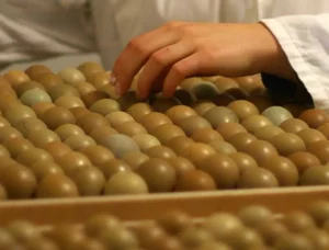 sprawdzanie jajek w inkubatorze