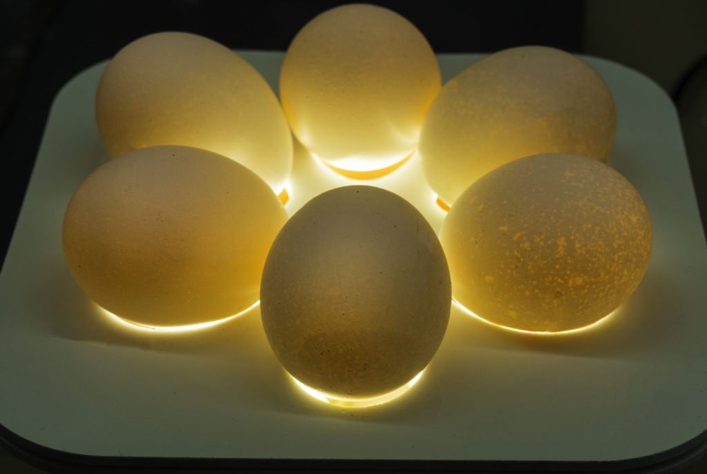 podświetlone jajka